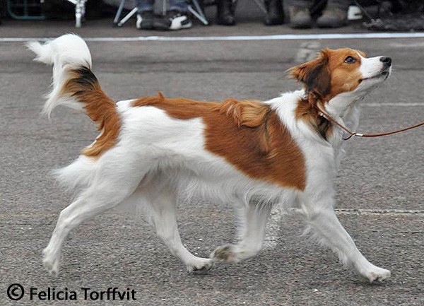 stensvassas bemy diva kooikerhondje