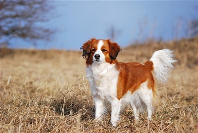 nederlandse kooikerhondje