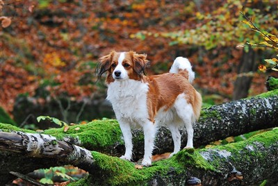 nederlandse kooikerhondje