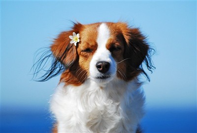 kooikerhondje