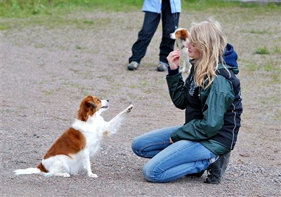 kooikerhondje