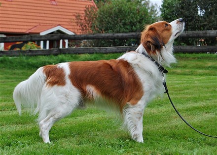 kooikerhondje