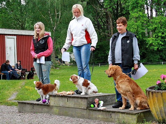 lydnadsklass 2 kooikerhondje