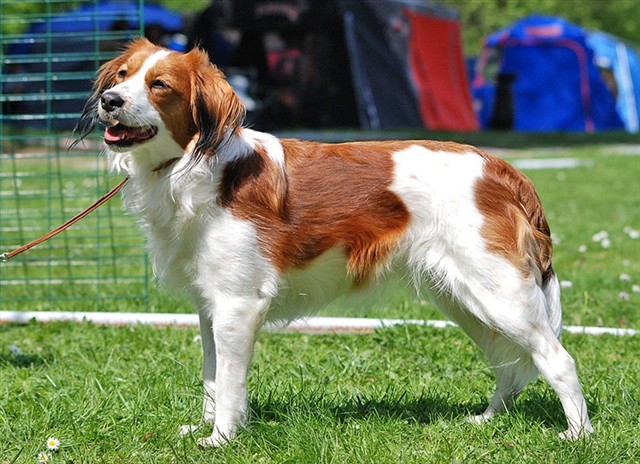 stall fagervallen's harriet kooikerhondje