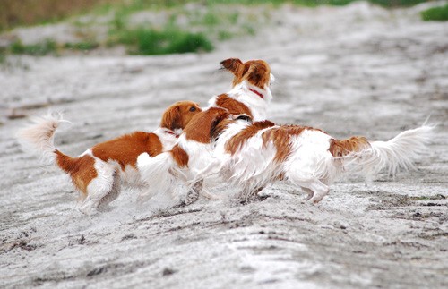 kooikerhondje