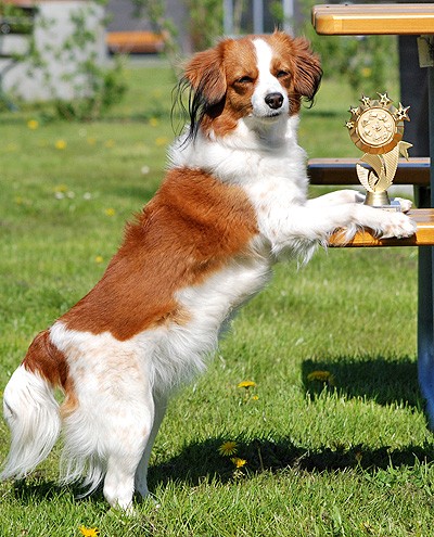 tilla kooikerhondje