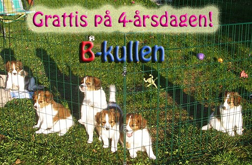 B-kullen 4 år grattis kooikerhondje