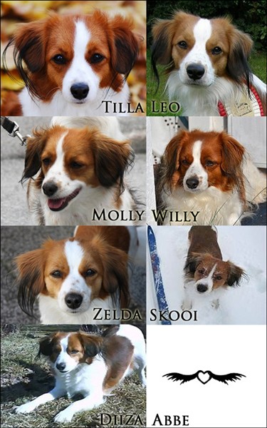 kooikerhondje c-kullen