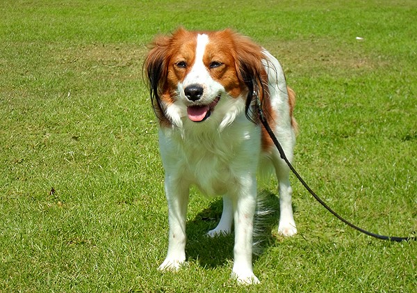 nederlandse kooikerhondje