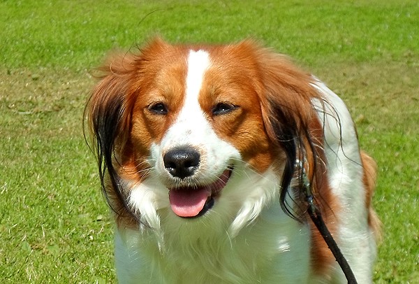 nederlandse kooikerhondje