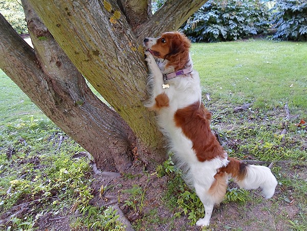 nederlandse kooikerhondje