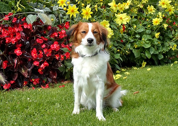 nederlandse kooikerhondje